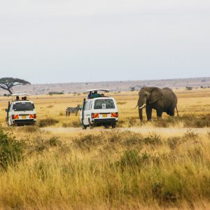 Amboseli Safaris